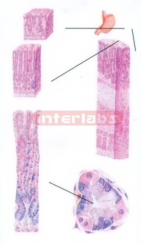 MICROSTRUCTURE MODEL OF STOMACH MODEL